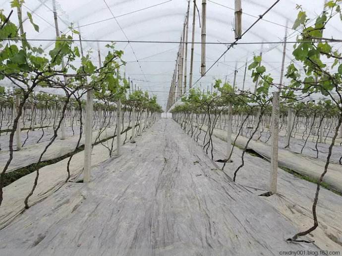 園藝地布對雜草數量、種類的影響